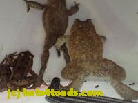 /home//u458753944/public_html/sourcegallery///////////////////////Roxborough Toad Detour/2013-2019/2017/P4100660.JPG